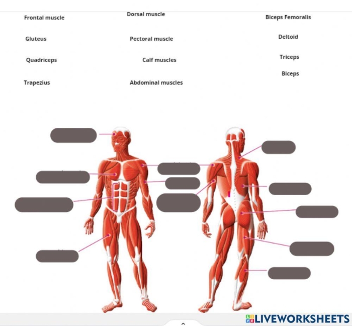 Fourth grade students practice handwriting while learning about the human muscle system on this worksheet