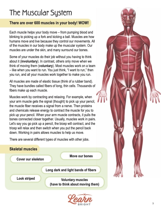 Fourth grade worksheet showing a diagram of the human muscle system for handwriting practice