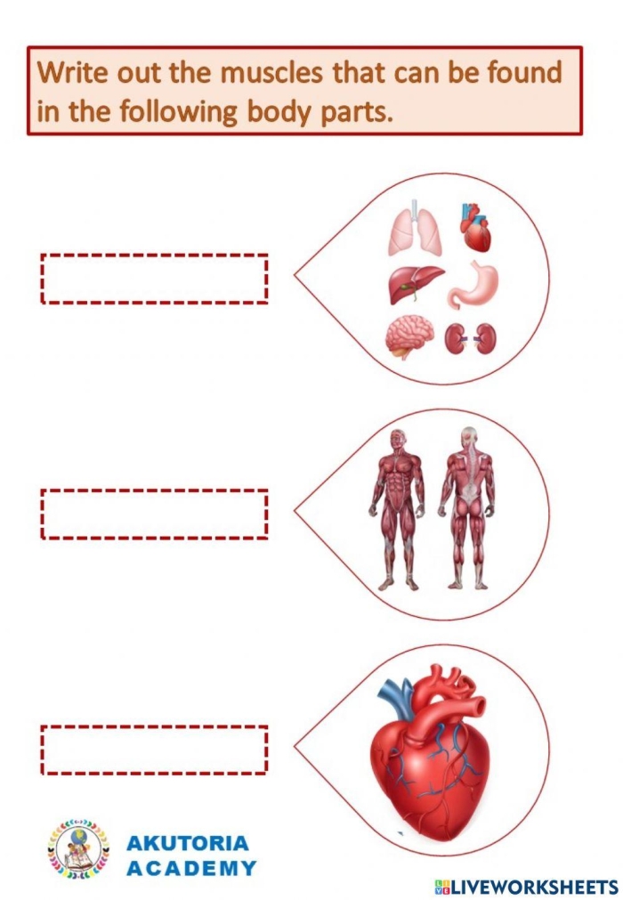 Fourth grade science worksheet explaining the human muscle system with handwriting practice