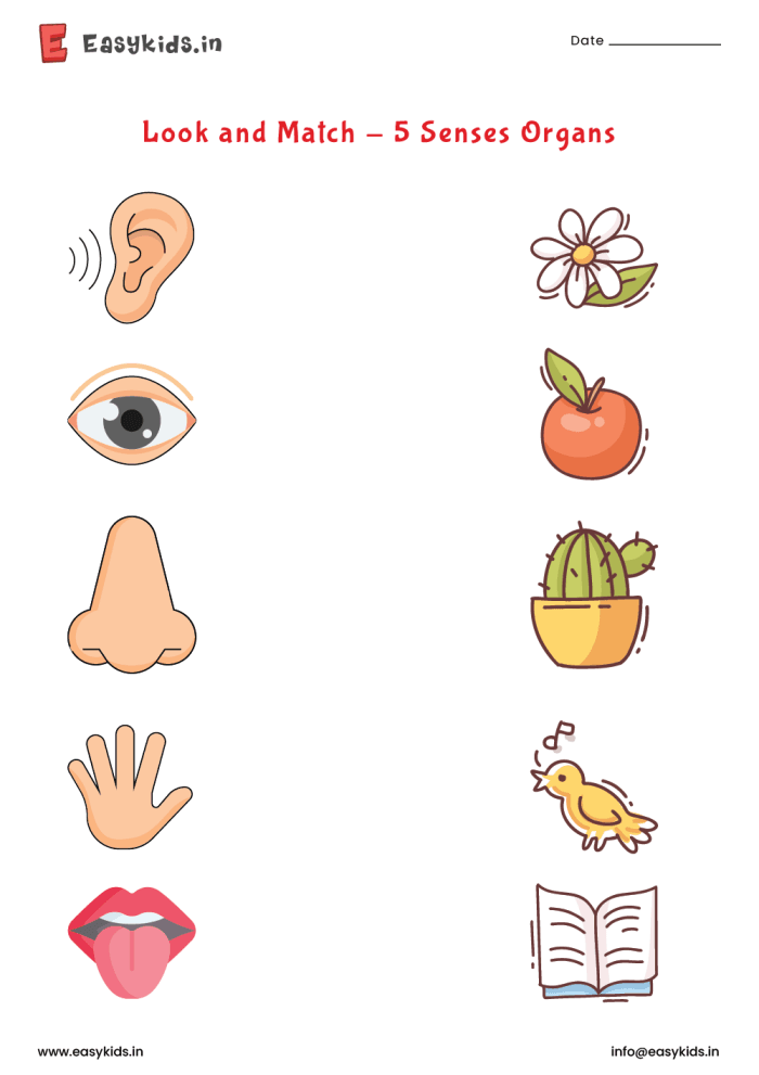 Pre-K students matching sensory organs to corresponding objects in this My Five Senses Match-Up 1 worksheet