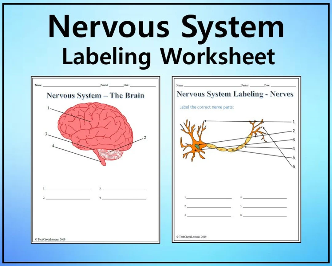 Detailed illustration of the sensory nervous system for sixth-grade life science students
