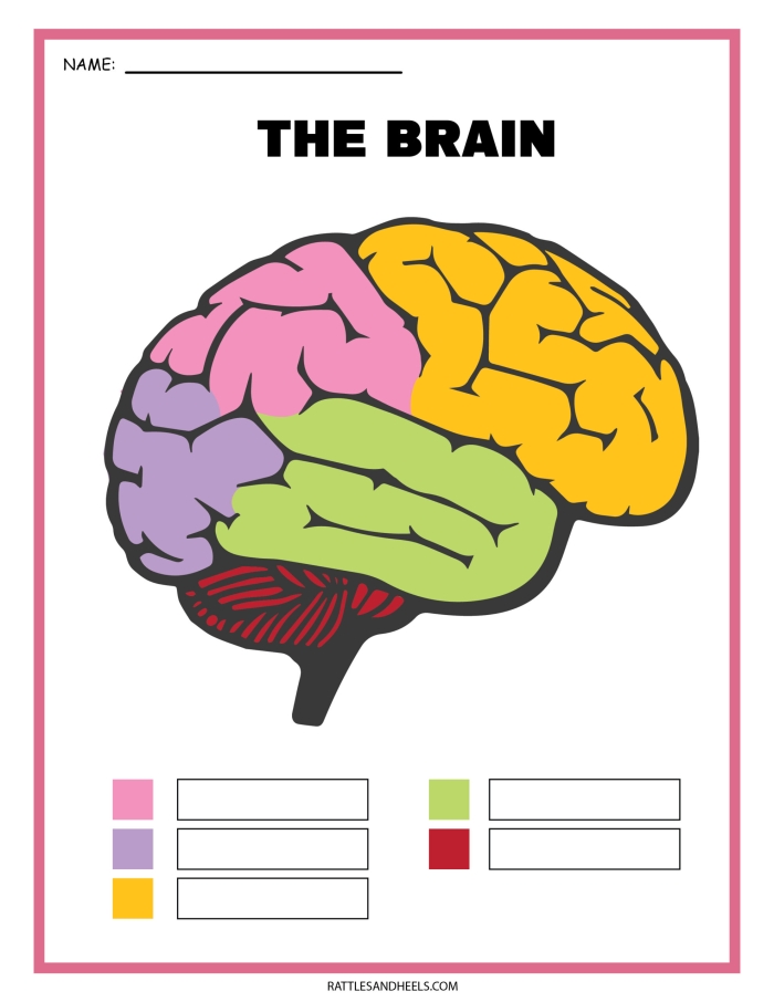 Diagram illustrating the components of the sensory nervous system for a sixth-grade worksheet
