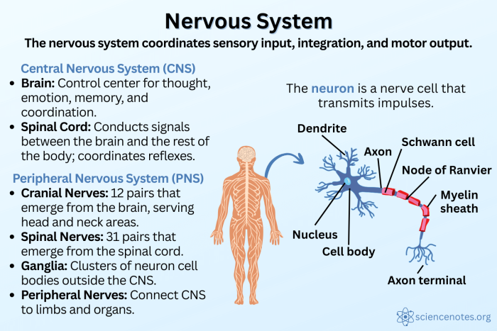 Detailed illustration of the sensory nervous system for sixth-grade students. Educational resource for "The Nervous System: Part 1" worksheet.