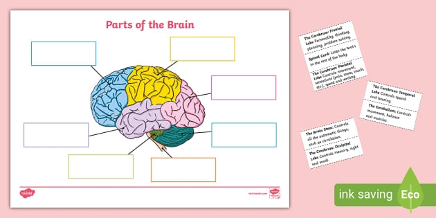 Sixth grade students learning about the sensory nervous system with this anatomy worksheet part 1