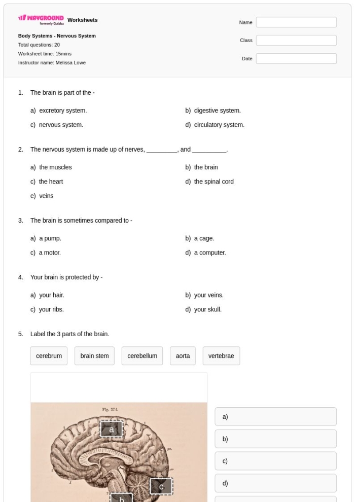 Sixth grade science worksheet exploring the sensory nervous system functions and anatomy