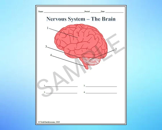 Sixth grade science worksheet exploring the anatomy and function of the sensory nervous system number twenty two