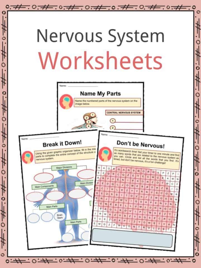 Sixth grade science worksheet covering the anatomy and function of the sensory nervous system