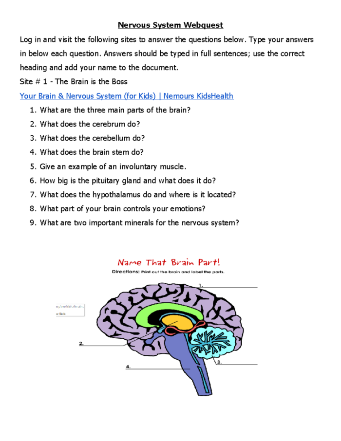 Detailed diagram of the sensory nervous system for sixth-grade students. The Nervous System: Part 1 educational worksheet illustration.