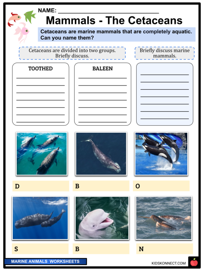 Habitats Word Search Ocean Animals Worksheet for Third Grade Life Science Third grade students completing an ocean animals word search puzzle with blue whale, squid, and shark vocabulary words hidden in a grid