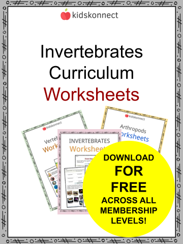 Second grade ordinal numbers worksheet featuring counting practice for 1st through 4th positions