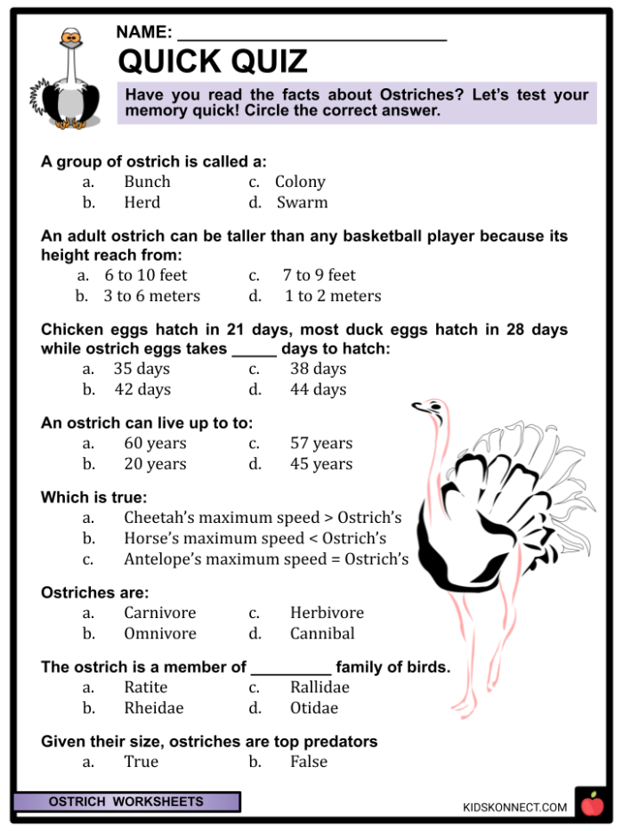 Explore fascinating details about the world's largest bird, the ostrich! Worksheet featuring interesting facts about ostriches for second graders