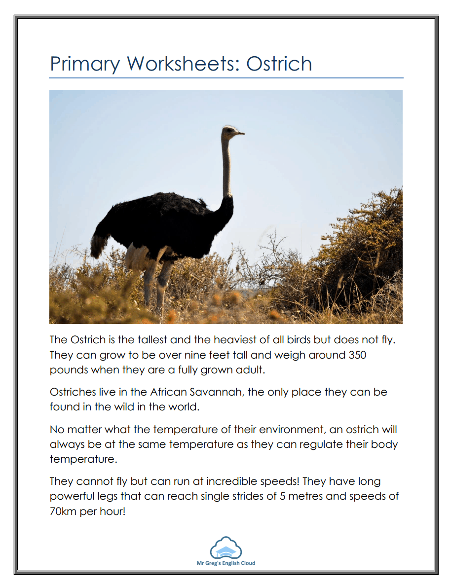 Learn about ostriches with this informative worksheet designed for time and money lessons in second grade. An engaging worksheet featuring fascinating facts about ostriches, ideal for second graders. Discover the world's largest flightless bird and its unique characteristics.