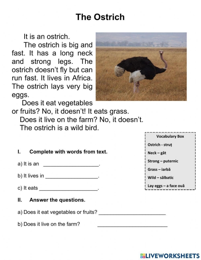 Worksheet featuring interesting facts about ostriches for second graders Large ostrich standing in a field, showcasing its unique features and size