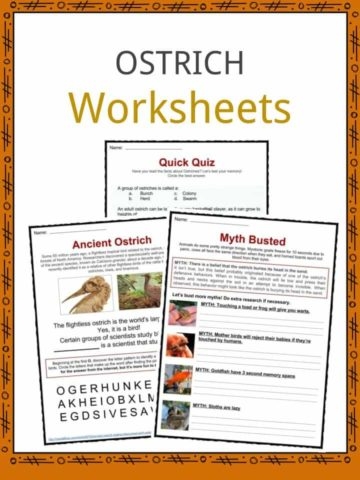 Engaging facts about ostriches to enhance learning in Time and Money category Ostrich worksheet featuring fun facts about the world's largest bird for second graders