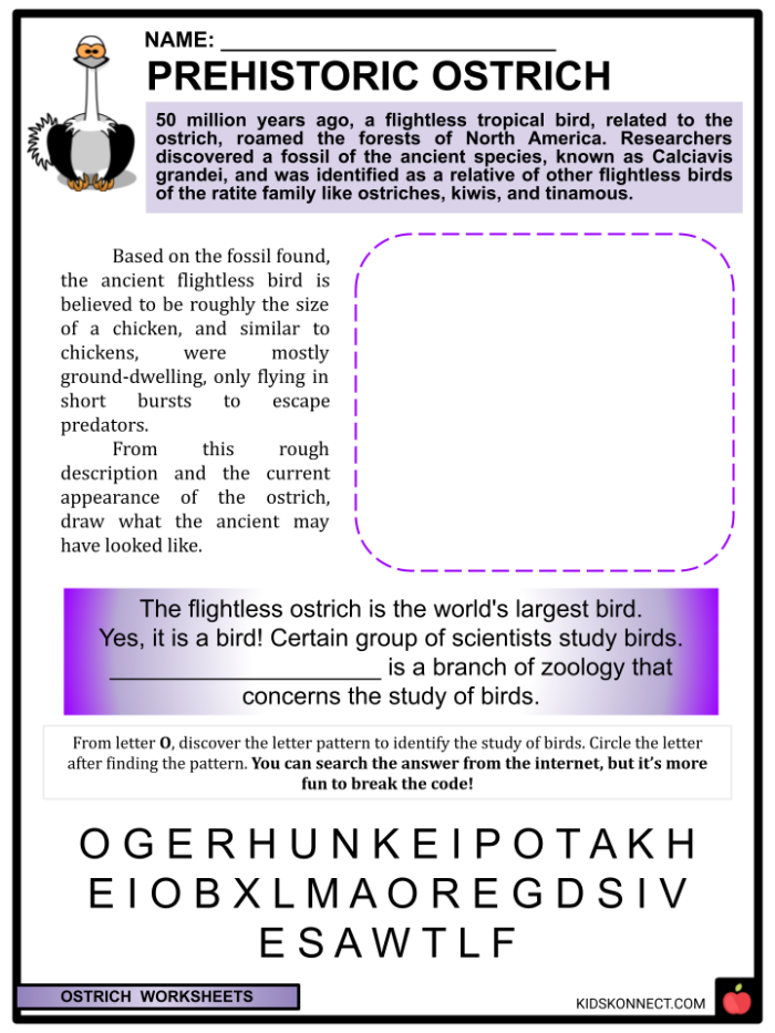 Educational resource on fascinating ostrich characteristics for young learners in the Time and Money category Ostrich facts worksheet for second graders highlighting the largest bird species that cannot fly