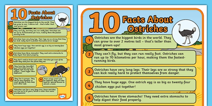 Discover interesting facts about ostriches with this engaging worksheet for second graders Large ostrich standing in a grassy field with a bright blue sky