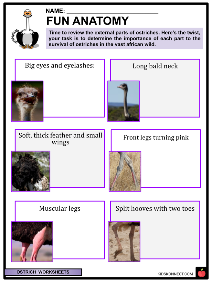 Educational resource about ostriches, their unique traits and characteristics Ostrich facts worksheet for second graders exploring the largest birds in the world