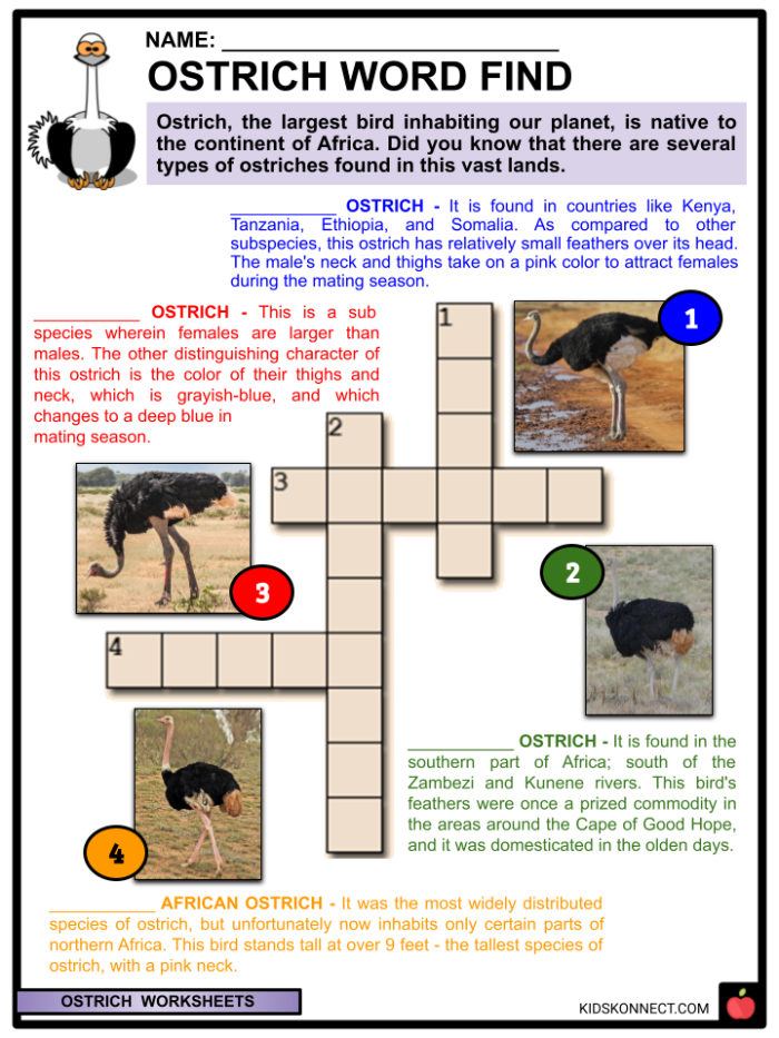 Explore fascinating information about ostriches for second graders Ostrich worksheet featuring interesting facts about the world's largest bird