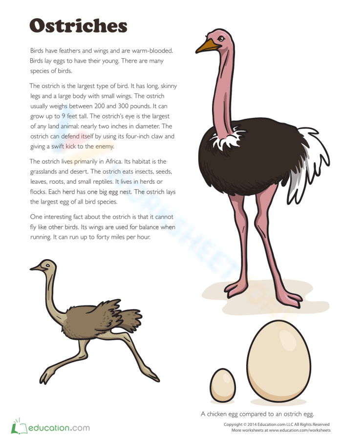 Explore fascinating facts about the world's largest birds in this engaging worksheet Ostrich facts worksheet for second graders, highlighting their size and flightless nature