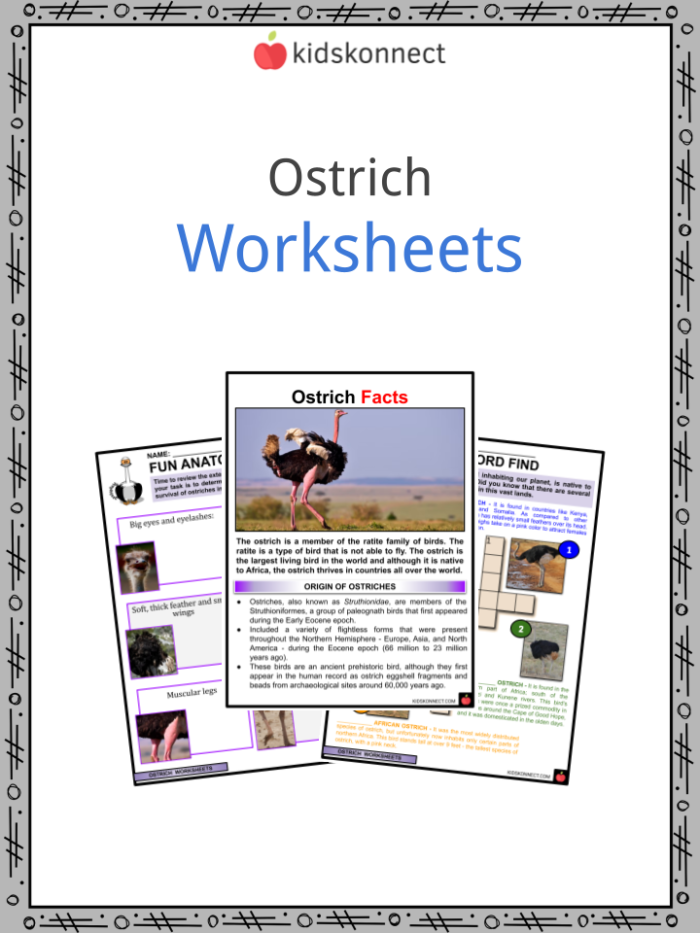 Discover amazing facts about ostriches in this educational worksheet for young learners Ostrich worksheet for second graders featuring interesting facts about the world's largest bird