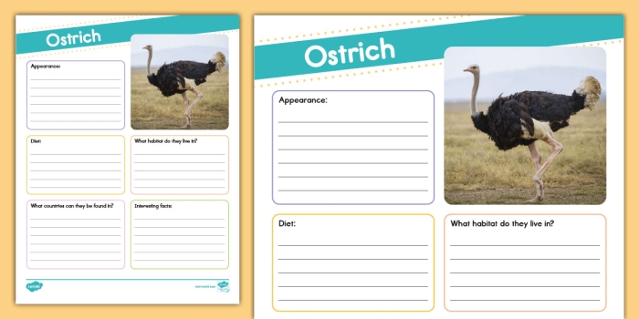 Educational worksheet on facts about ostriches for time and money lessons Ostrich worksheet for second graders featuring interesting facts about the world's largest bird