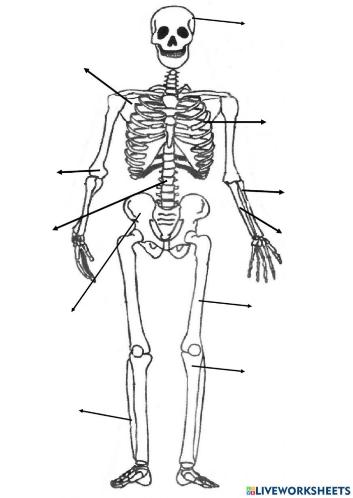 Fourth grade student using a paper skeleton worksheet to learn about human anatomy