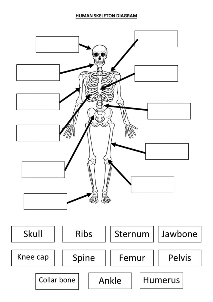 Fourth grade paper skeleton craft activity sheet for life science lessons