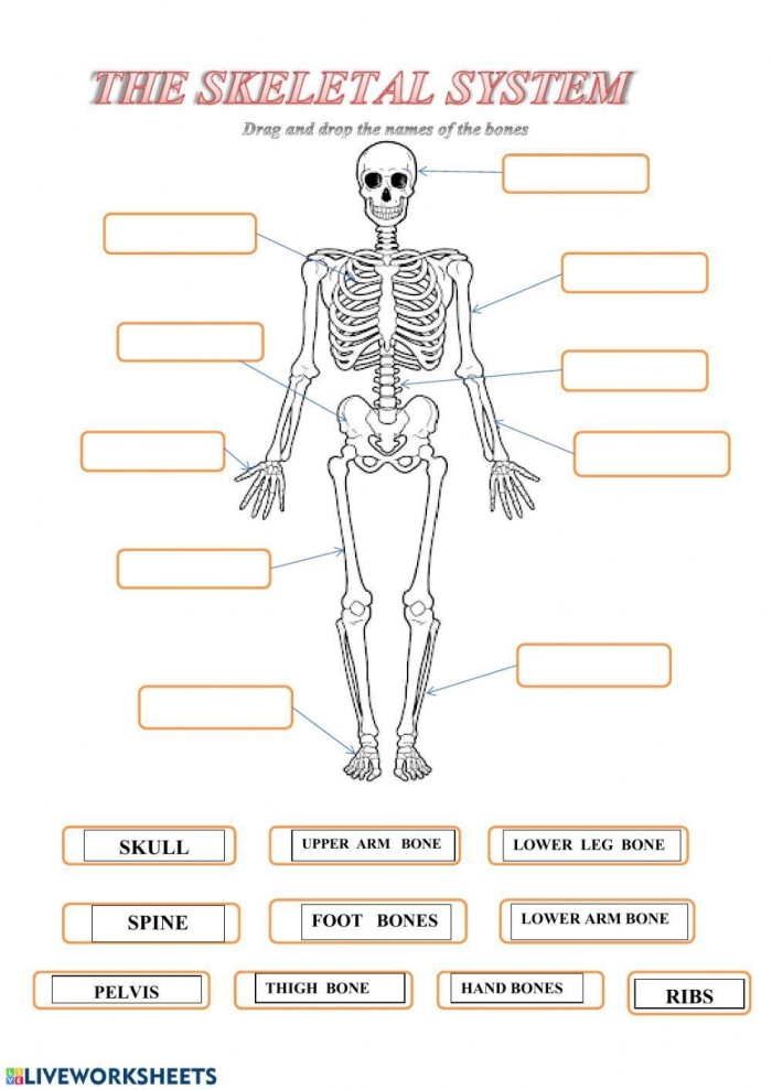 Fourth grade paper skeleton craft worksheet for teaching anatomy