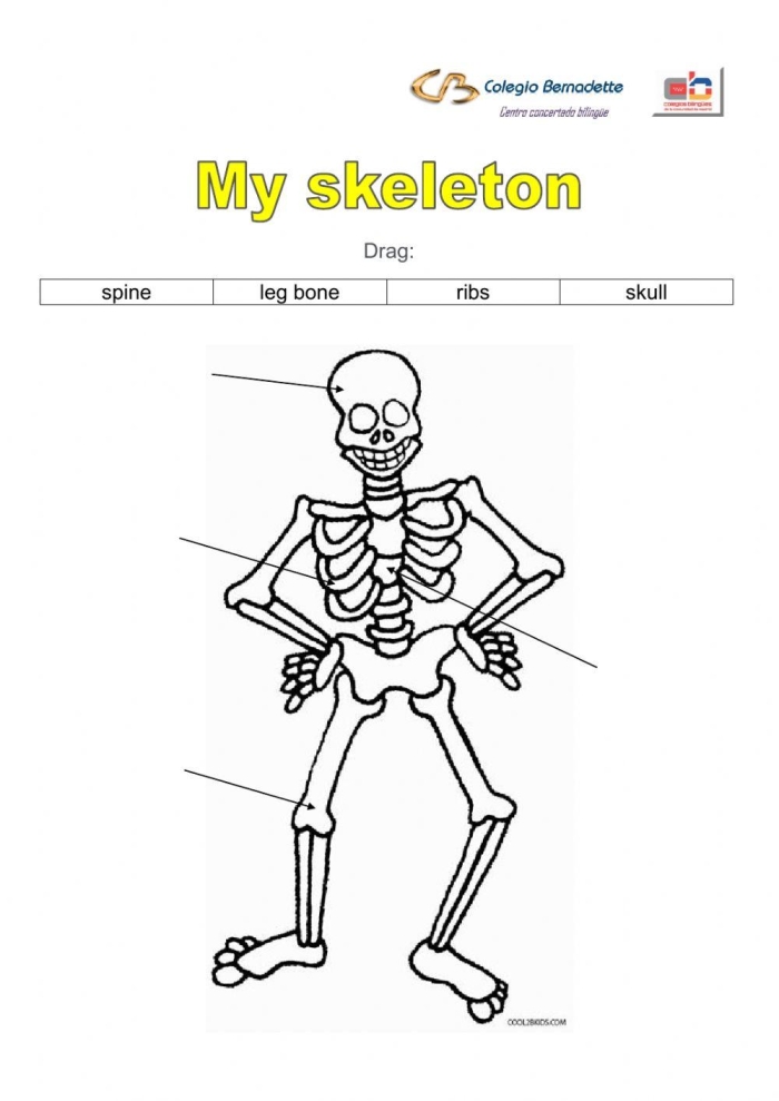 Fourth grade student assembling a paper skeleton worksheet for a science activity