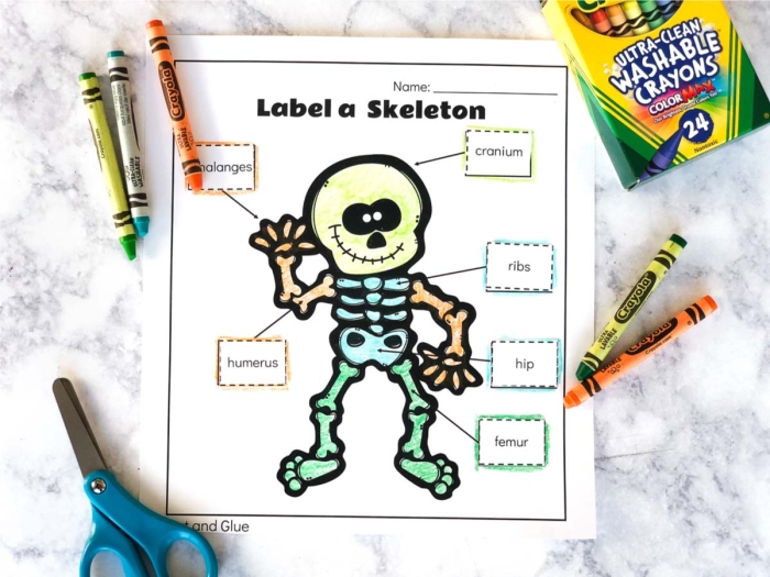 Paper skeleton craft activity showing cut-out bone pieces for fourth grade students to assemble into a human skeleton model