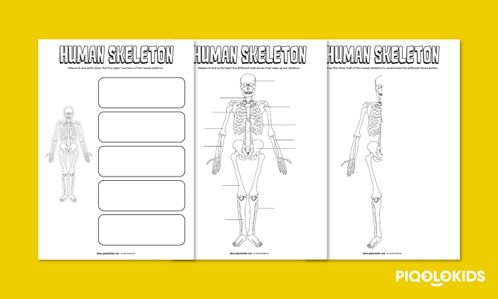 Paper skeleton craft worksheet showing cut-out bone pieces for fourth grade students to assemble into a human skeleton model