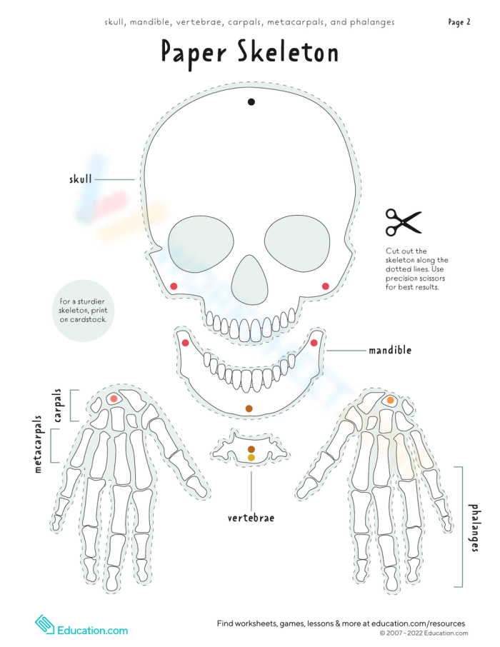 A fourth grade student assembling a paper skeleton craft by cutting and gluing bones together on a worksheet