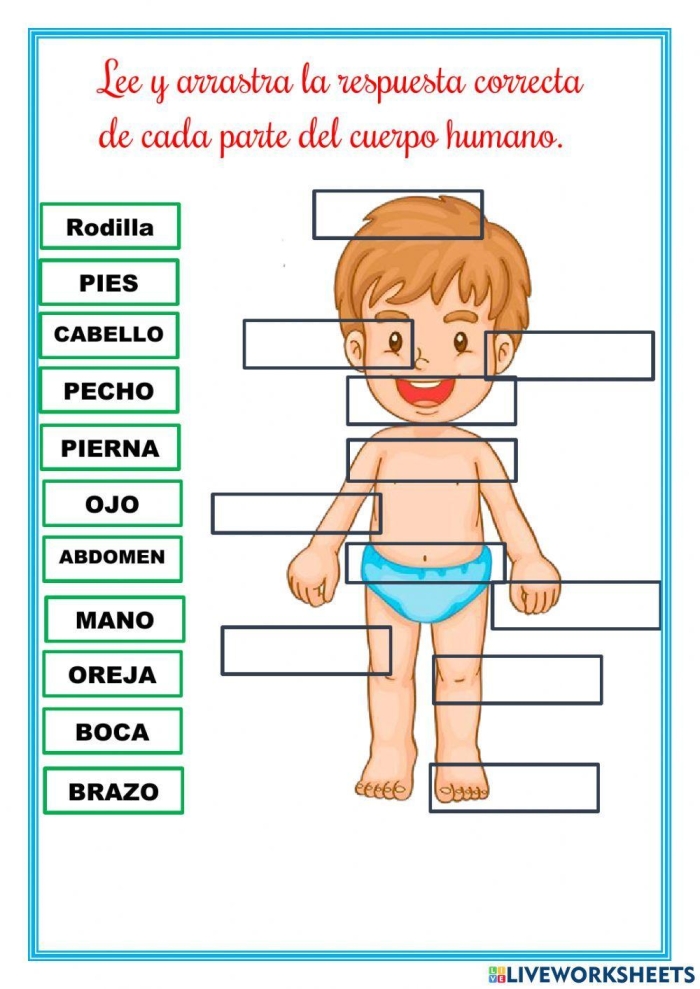 Educational Spanish body parts worksheet for fourth grade students Fourth grade Spanish worksheet for learning and spelling basic human body parts