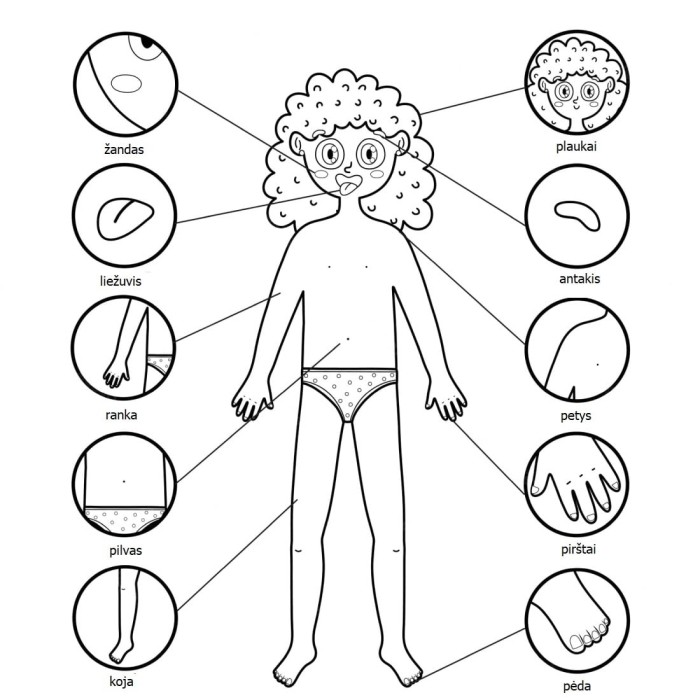 Spanish Body Parts Learning Activity 17 for Elementary Students Fourth grade Spanish worksheet showing labeled diagrams of human body parts with pronunciation guides for learning partes del cuerpo