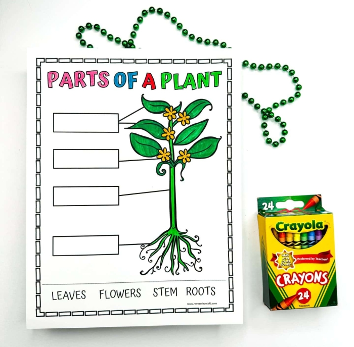 First grade student completing a parts of a plant word scramble vocabulary worksheet