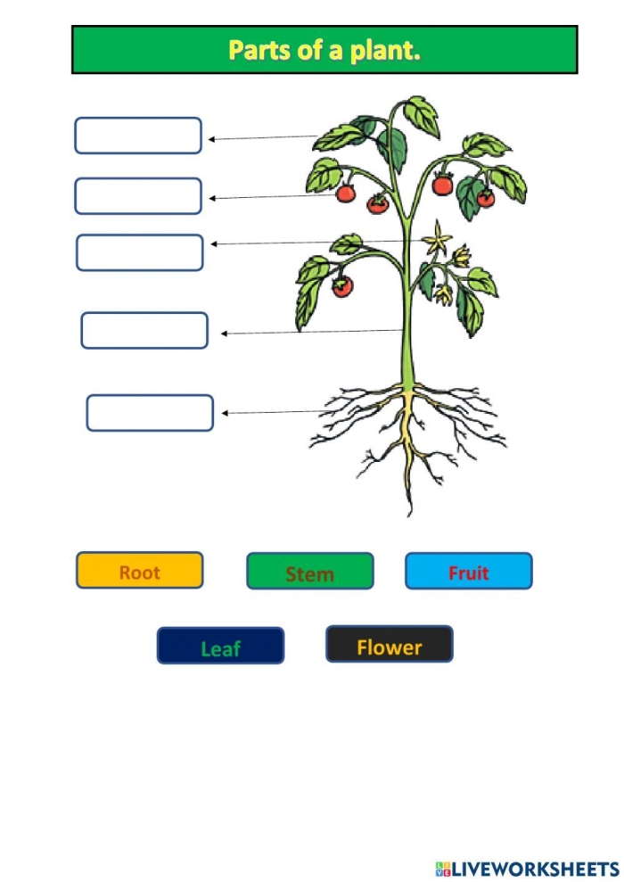 Colorful worksheet featuring a word scramble about plant parts for first graders