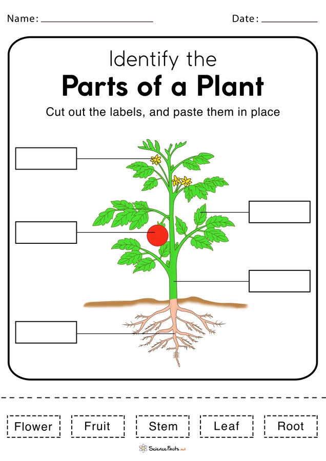 Parts of a Plant worksheet featuring a fun word scramble activity for first graders