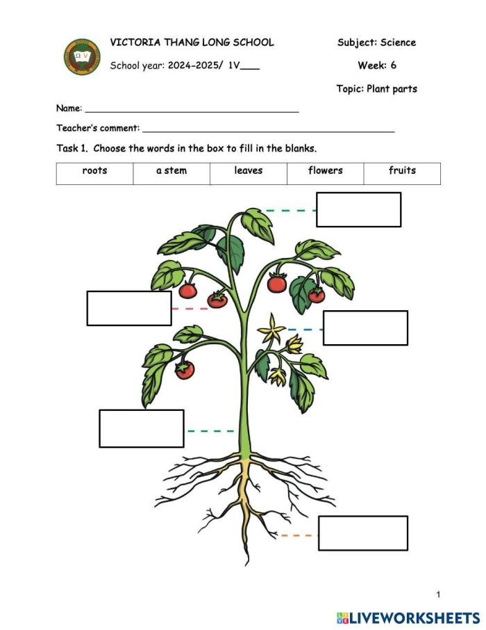 Parts of a plant worksheet featuring a word scramble for first graders