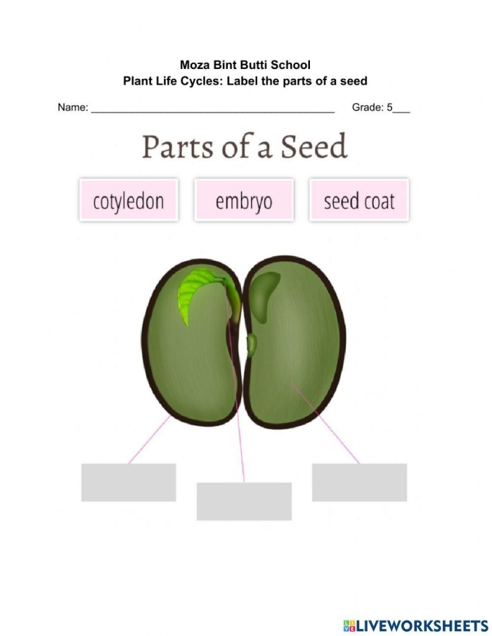 Diagram showing the internal and external parts of a seed labeled with cotyledon embryo and seed coat for fifth grade science
