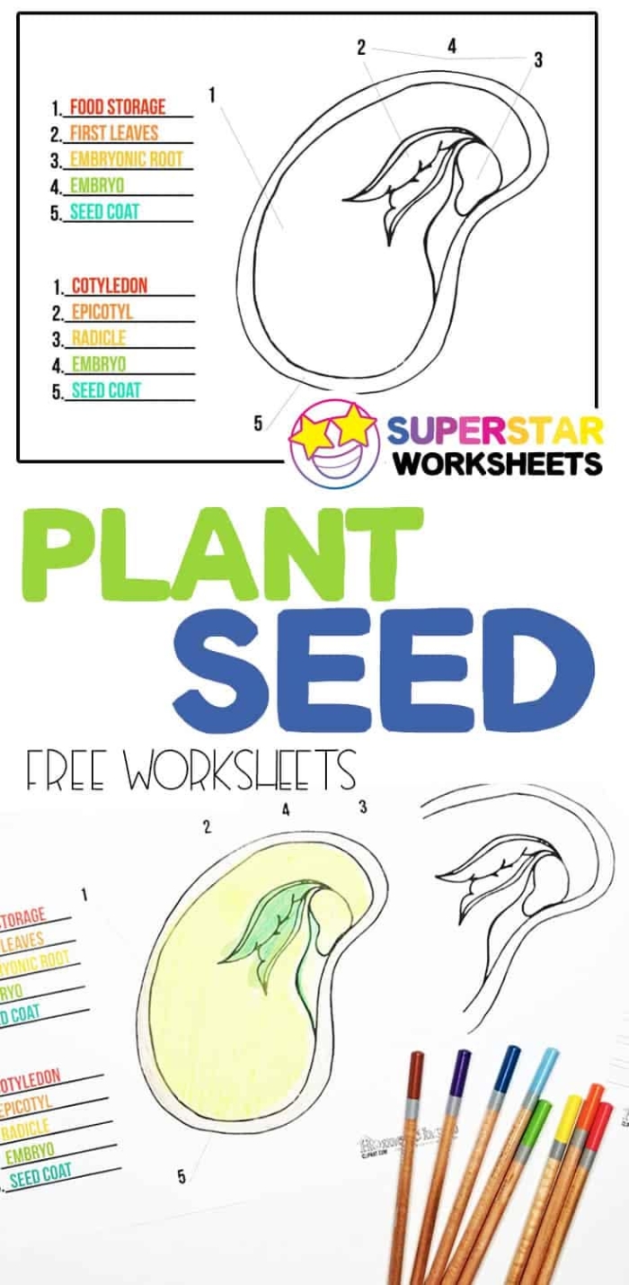 A detailed scientific diagram labeled for fifth grade students to learn about the various parts of a seed