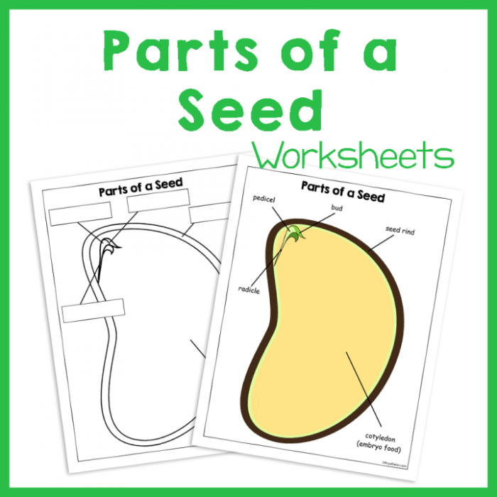 Educational worksheet image illustrating seed anatomy for young learners Diagram of a seed's parts for a second-grade worksheet on fractions
