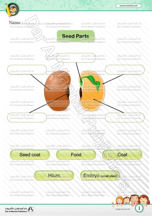 Educational worksheet on identifying seed components for grade two learners Diagram of a seed's parts for second-grade students focusing on fractions
