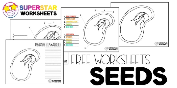 Educational resource for teaching the parts of a seed in a fun and engaging way Illustration of a two-page worksheet focusing on the parts of a seed for second graders