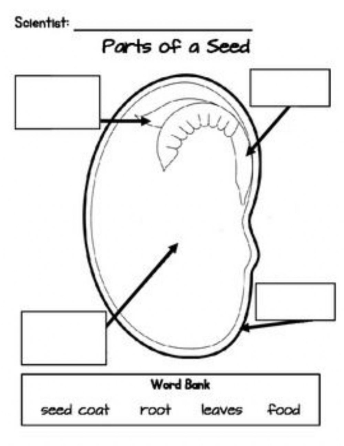 Educational worksheet image focusing on identifying seed components for second-grade science learning Illustration of a two-page worksheet for second graders on the parts of a seed, featuring a quiz section