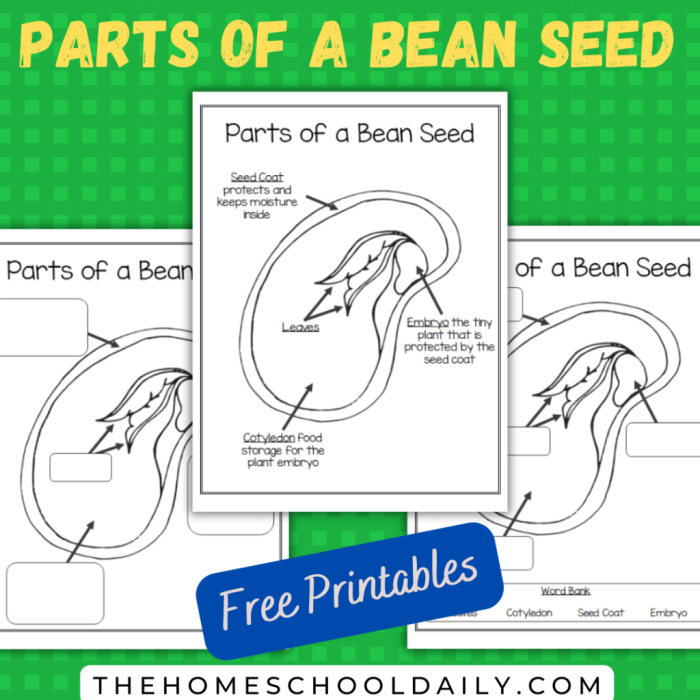 Parts of a Seed Worksheet for Second Grade Science Activities Illustration of a two-page worksheet focused on the parts of a seed for second graders