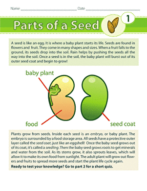Interactive worksheet for second graders on seed anatomy and fractions Parts of a seed illustrated with labels for educational purposes