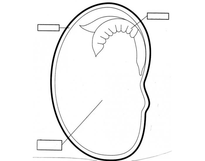 Parts of a Seed Worksheet for Second Grade Science and Fractions Illustration of a two-page worksheet for identifying seed parts, designed for second graders studying fractions