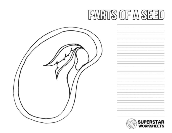 Interactive worksheet for learning about seed anatomy and fractions Diagram illustrating the parts of a seed for a second-grade science worksheet