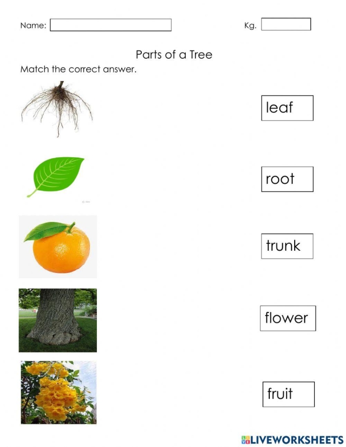 First grade life science worksheet featuring a labeled diagram of tree parts for students to complete