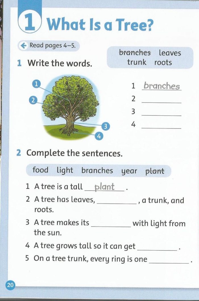 Kindergarten student labeling parts of a tree on a science worksheet